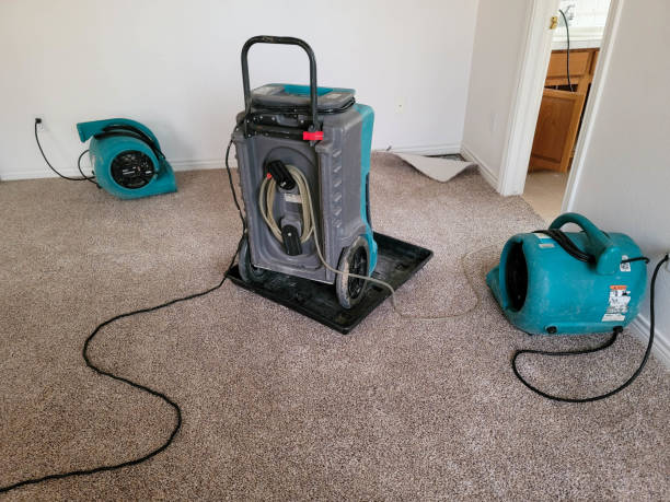 Best Local water damage restoration  in Owingsville, KY